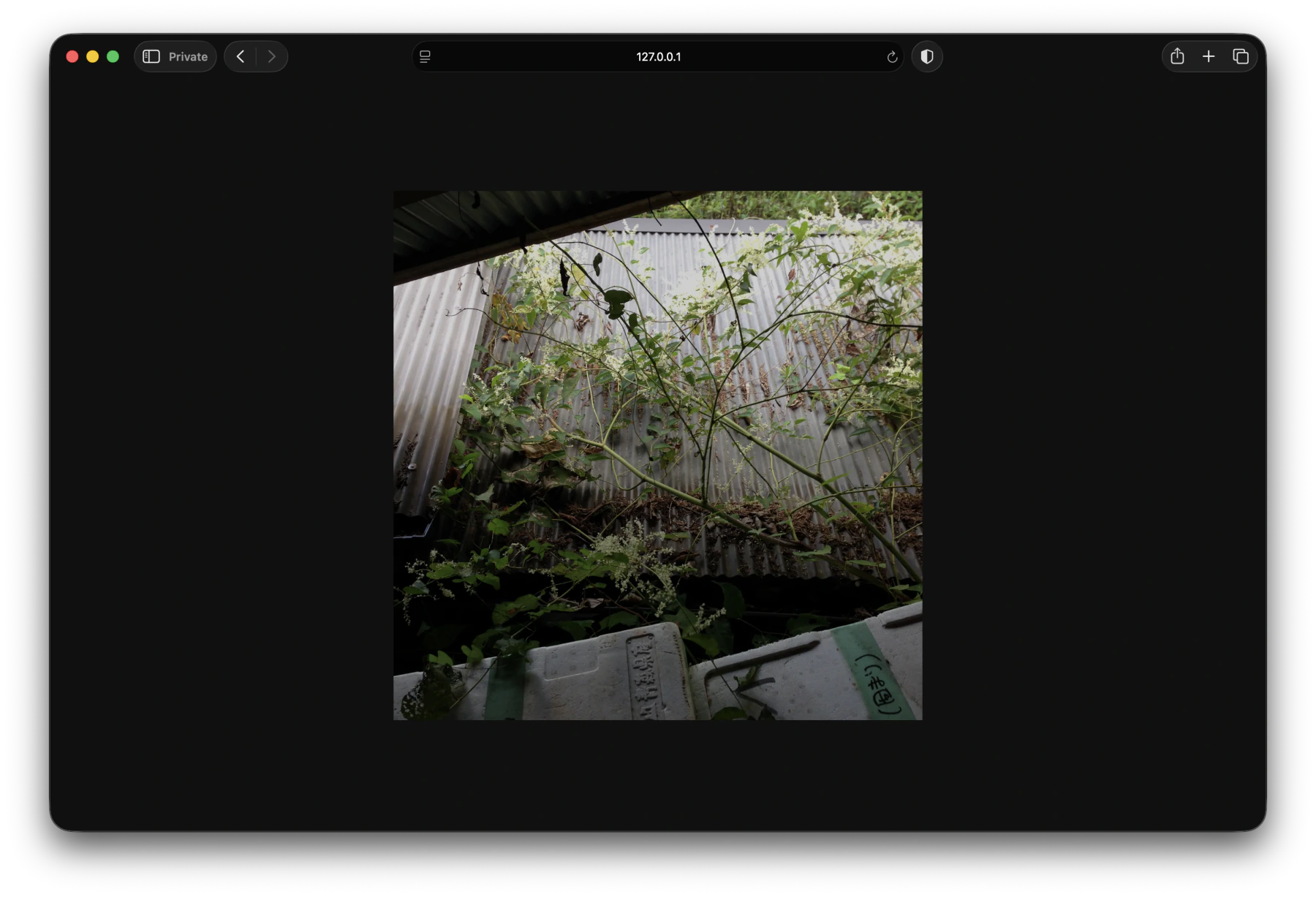 A less bright but fidelity-adjusted photo of plants in ceramics village