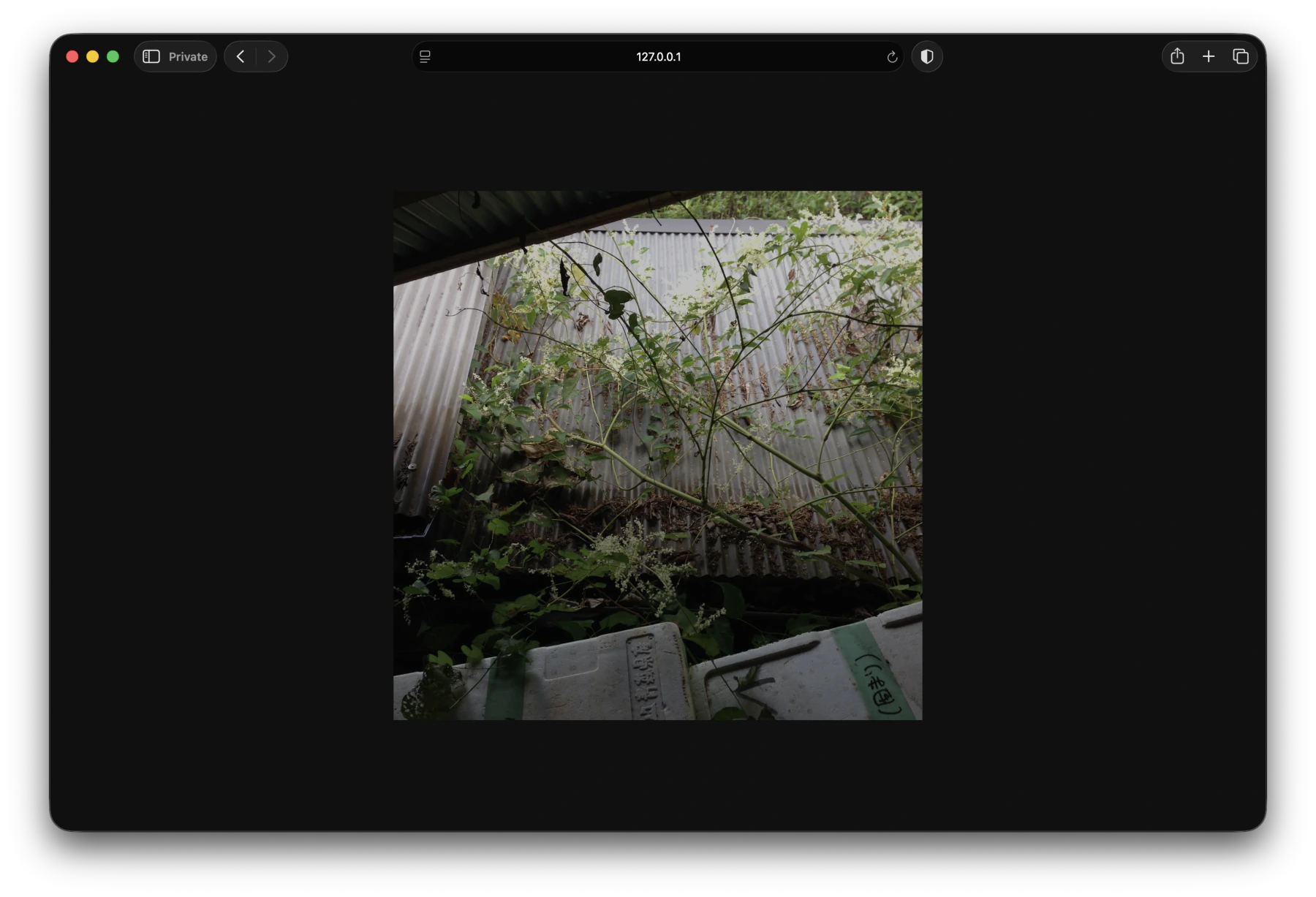 A less bright photo of plants in ceramics village
