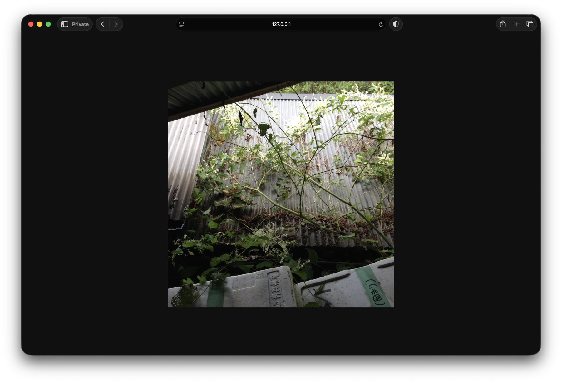 A bright photo of plants in ceramics village